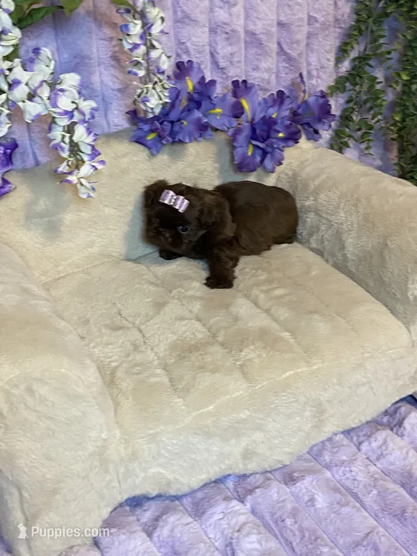 Mommas baby gucci – Shih Tzu puppy for sale in Abilene, TX