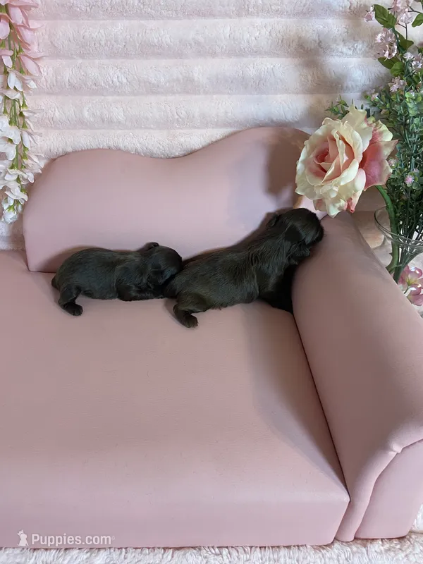 Mommas baby boy – Shih Tzu puppy for sale in Abilene, TX
