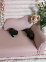 Mommas baby boy, a male Shih Tzu for sale in Abilene, TX – 2 of 9