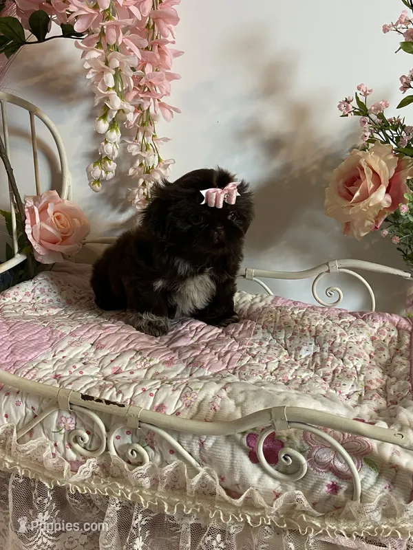 Tippy Coachella  – Shih Tzu puppy for sale in Abilene, TX