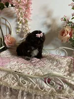 Tippy Coachella , a female Shih Tzu for sale in Abilene, TX – 1 of 10