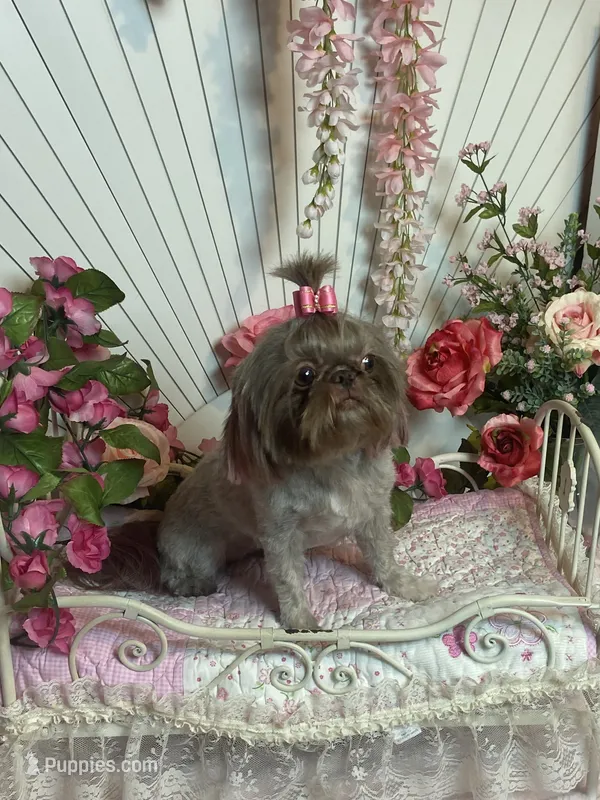 Rosey – Shih Tzu puppy for sale in Abilene, TX