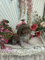 Rosey, a female Shih Tzu for sale in Abilene, TX – 1 of 10