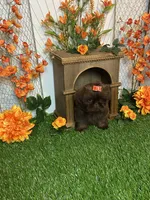 Baby girl gucci, a female Shih Tzu for sale in Abilene, TX – 3 of 9
