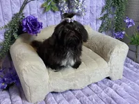 Tippy dark chocolate , a female Shih Tzu for sale in Abilene, TX – 5 of 10
