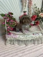 Rosey, a female Shih Tzu for sale in Abilene, TX – 6 of 10