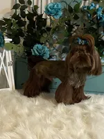 Hershey , a female Shih Tzu for sale in Abilene, TX – 5 of 9