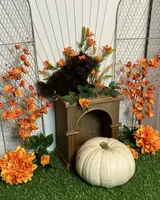 Peter pumpkin eater , a male Shih Tzu for sale in Abilene, TX – 4 of 10