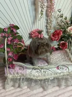 Rosey, a female Shih Tzu for sale in Abilene, TX – 2 of 10