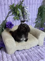 Tippy dark chocolate , a female Shih Tzu for sale in Abilene, TX – 7 of 10