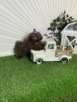 Kim chi, a male Shih Tzu for sale in Abilene, TX – 6 of 10