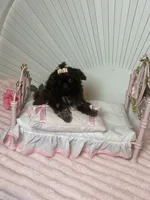 Tippy dark chocolate , a female Shih Tzu for sale in Abilene, TX – 10 of 10