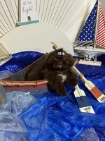 Kim chi , a male Shih Tzu for sale in Abilene, TX – 7 of 7