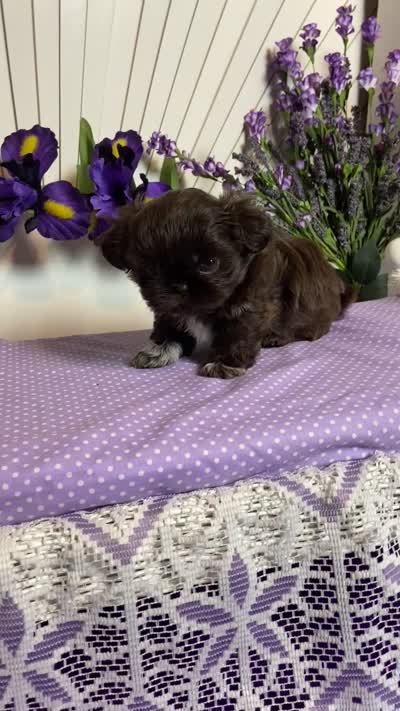 Tippy Coachella , a female Shih Tzu for sale in Abilene, TX – 3 of 3