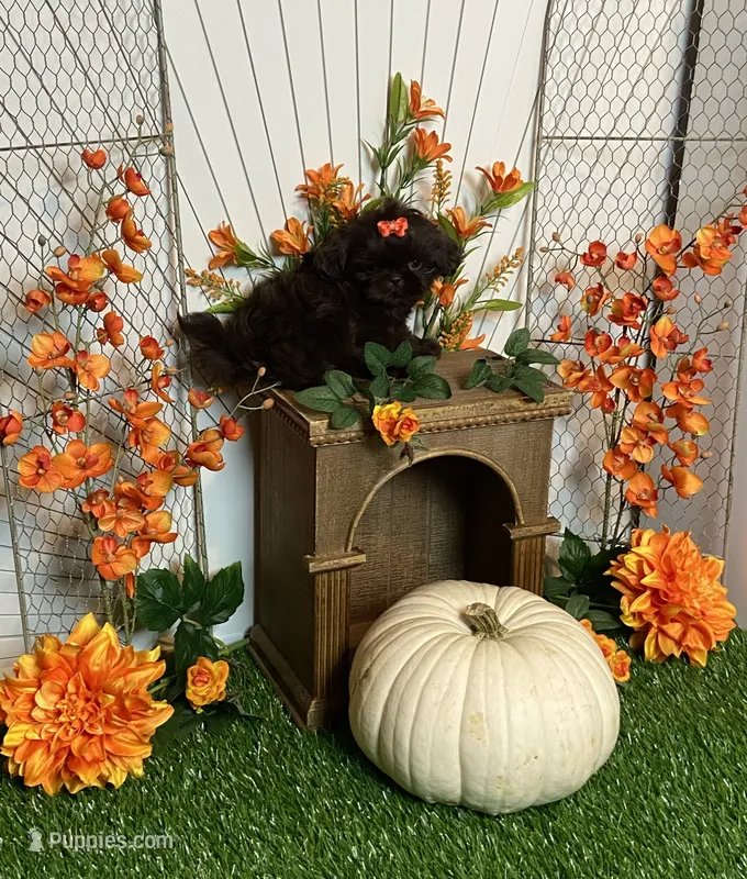Peter pumpkin eater  – Shih Tzu puppy for sale in Abilene, TX