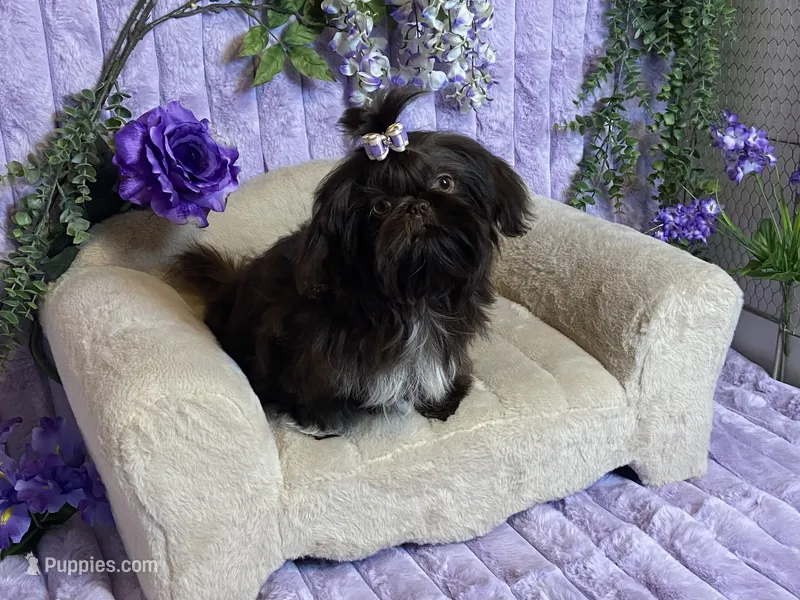 Tippy dark chocolate  – Shih Tzu puppy for sale in Abilene, TX