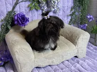 Tippy dark chocolate , a female Shih Tzu for sale in Abilene, TX – 1 of 10