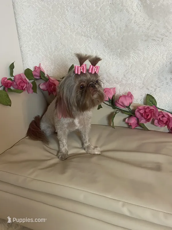 Adult rosey – Shih Tzu puppy for sale in Abilene, TX