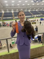 AKC Tyra, a female Shih Tzu for sale in Abilene, TX – 7 of 9