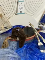 Kim chi , a male Shih Tzu for sale in Abilene, TX – 4 of 7
