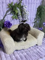 Tippy dark chocolate , a female Shih Tzu for sale in Abilene, TX – 4 of 10