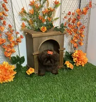 Baby girl gucci, a female Shih Tzu for sale in Abilene, TX – 9 of 9