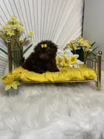 Nico, a male Shih Tzu for sale in Abilene, TX – 4 of 10