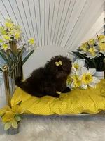 Nico, a male Shih Tzu for sale in Abilene, TX – 3 of 10