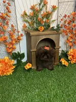 Baby girl gucci, a female Shih Tzu for sale in Abilene, TX – 5 of 9