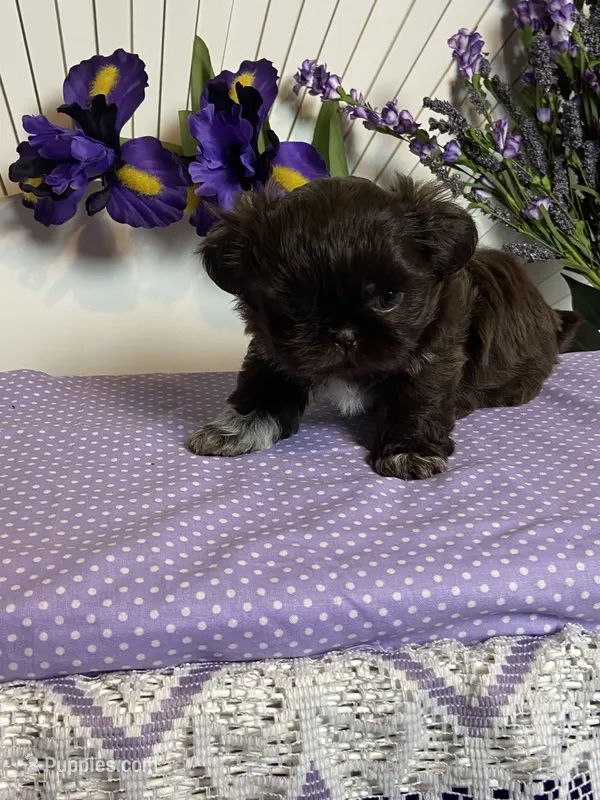 Tippy Coachella  – Shih Tzu puppy for sale in Abilene, TX