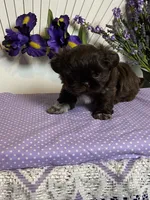 Tippy Coachella , a female Shih Tzu for sale in Abilene, TX – 1 of 3