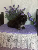 Tippy, a female Shih Tzu for sale in Abilene, TX – 7 of 10