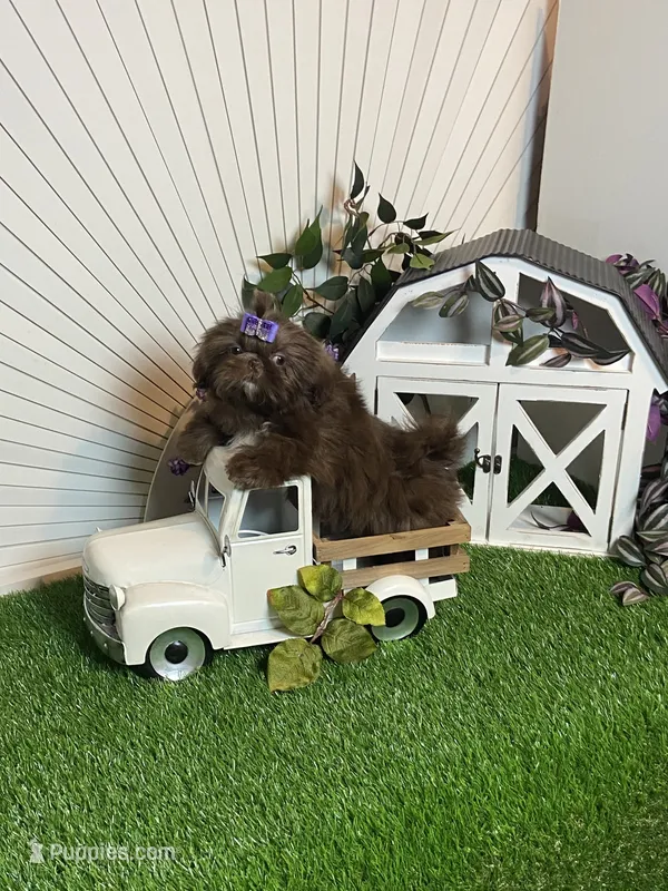Kim chi – Shih Tzu puppy for sale in Abilene, TX