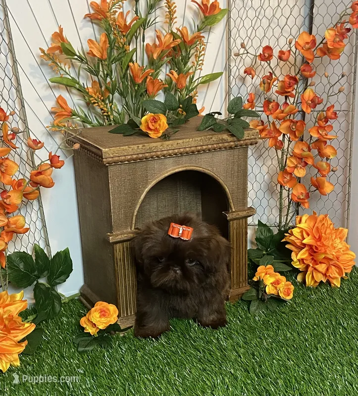 Baby girl gucci – Shih Tzu puppy for sale in Abilene, TX