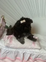 Tippy dark chocolate , a female Shih Tzu for sale in Abilene, TX – 1 of 10