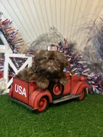 Chocolate Nico , a male Shih Tzu for sale in Abilene, TX – 2 of 10