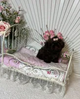 Tyra, a female Shih Tzu for sale in Abilene, TX – Photo 3 of 7