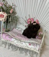 Tyra, a female Shih Tzu for sale in Abilene, TX – Photo 2 of 7