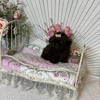 Tyra, a female Shih Tzu for sale in Abilene, TX – Photo 1 of 7