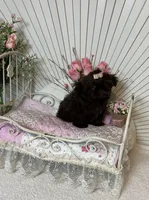 Tyra, a female Shih Tzu for sale in Abilene, TX – Photo 7 of 7