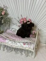 Tyra, a female Shih Tzu for sale in Abilene, TX – Photo 6 of 7