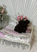 Tyra, a female Shih Tzu for sale in Abilene, TX – Photo 4 of 7