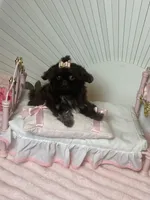 Tippy dark chocolate , a female Shih Tzu for sale in Abilene, TX – 8 of 10