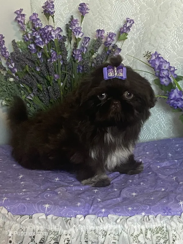 Tippy – Shih Tzu puppy for sale in Abilene, TX