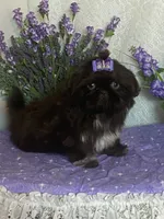 Tippy, a female Shih Tzu for sale in Abilene, TX – 1 of 10
