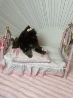 Tippy dark chocolate , a female Shih Tzu for sale in Abilene, TX – 7 of 10