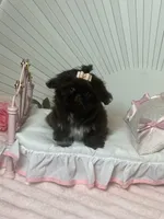 Tippy dark chocolate , a female Shih Tzu for sale in Abilene, TX – 2 of 10