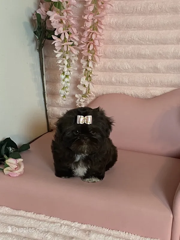 Hershey chocolate  – Shih Tzu puppy for sale in Abilene, TX