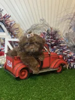 Chocolate Nico , a male Shih Tzu for sale in Abilene, TX – 7 of 10