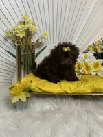 Nico, a male Shih Tzu for sale in Abilene, TX – 6 of 10